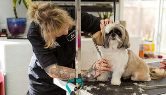 Unlocking the World of Professional Pet Grooming: Skills, Training, and Global Opportunities